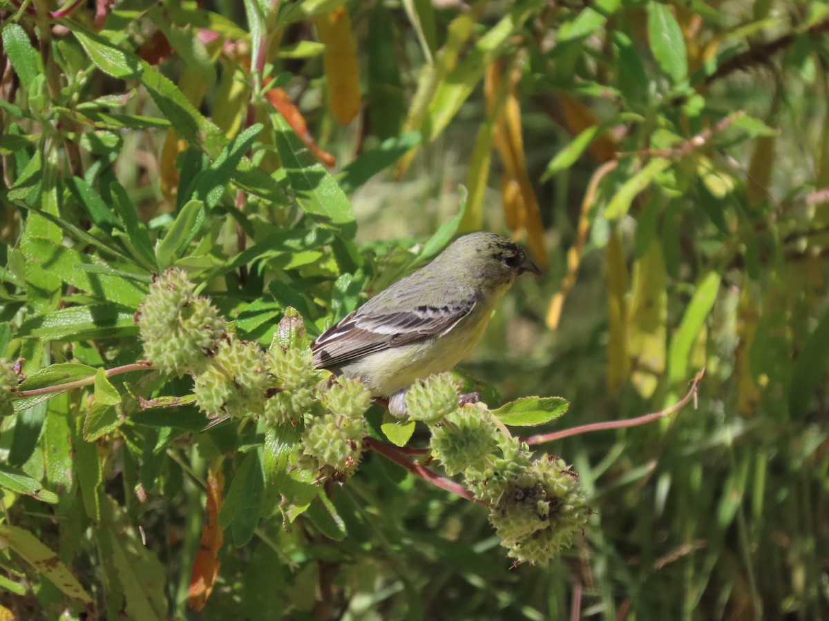 Lesser Goldfinch - ML619636332