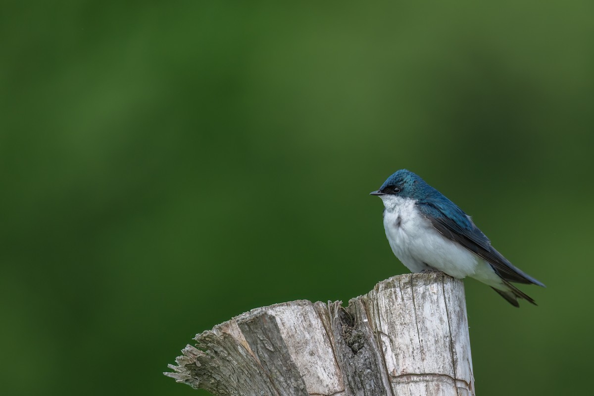 Tree Swallow - ML619636333