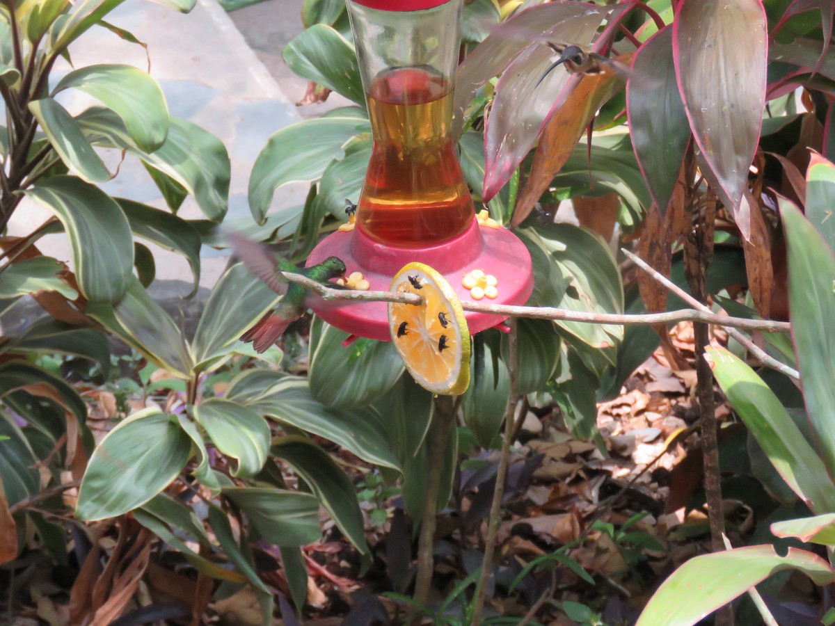 Rufous-tailed Hummingbird - Sam Holcomb