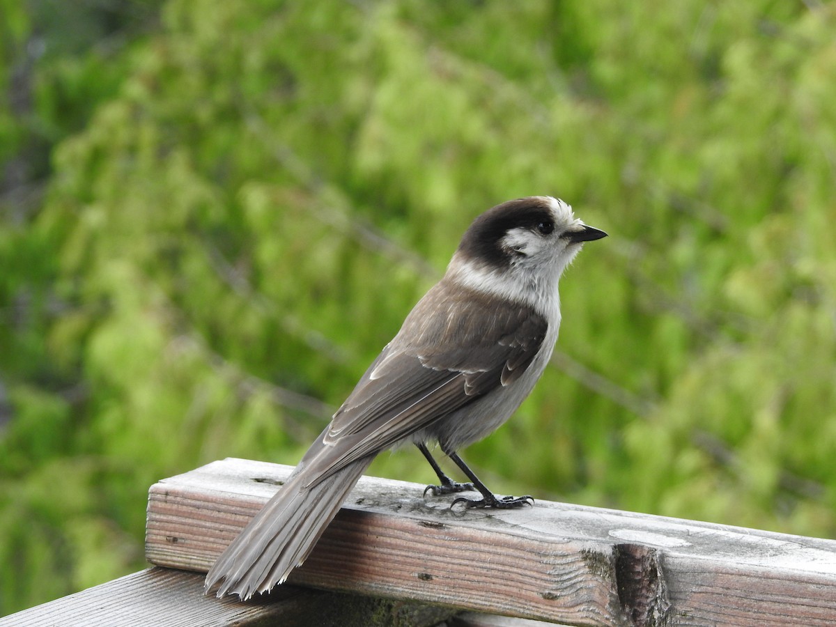 Canada Jay - Peter Erickson