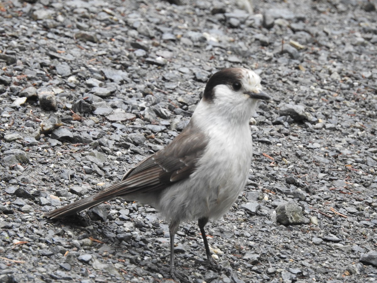 Canada Jay - Peter Erickson