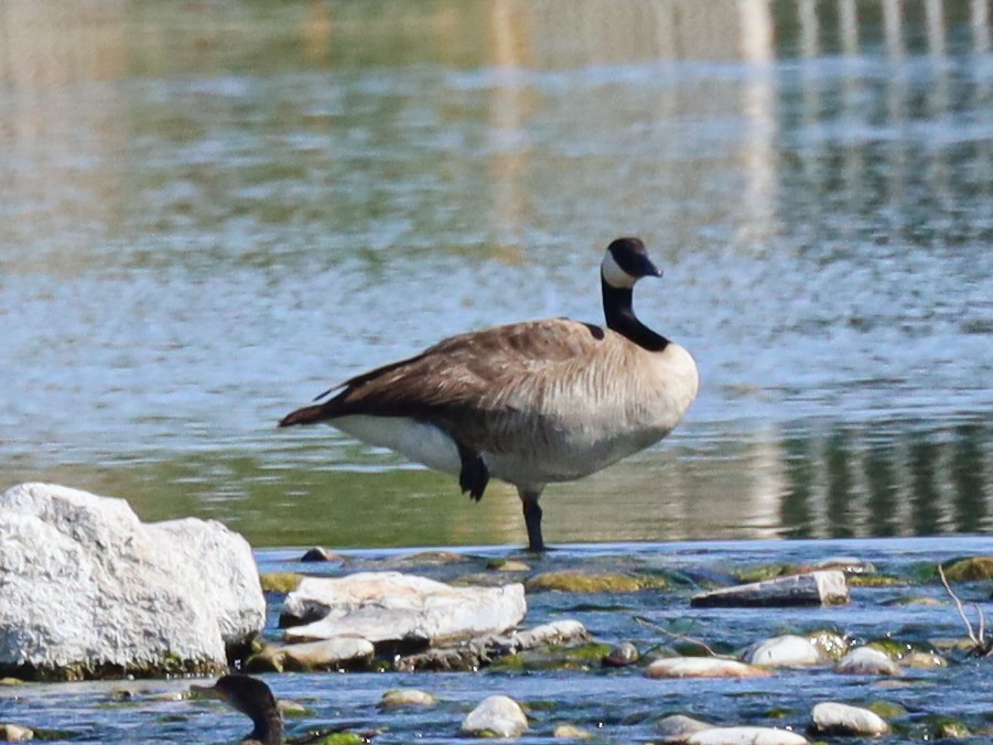 Canada Goose - ML619636343