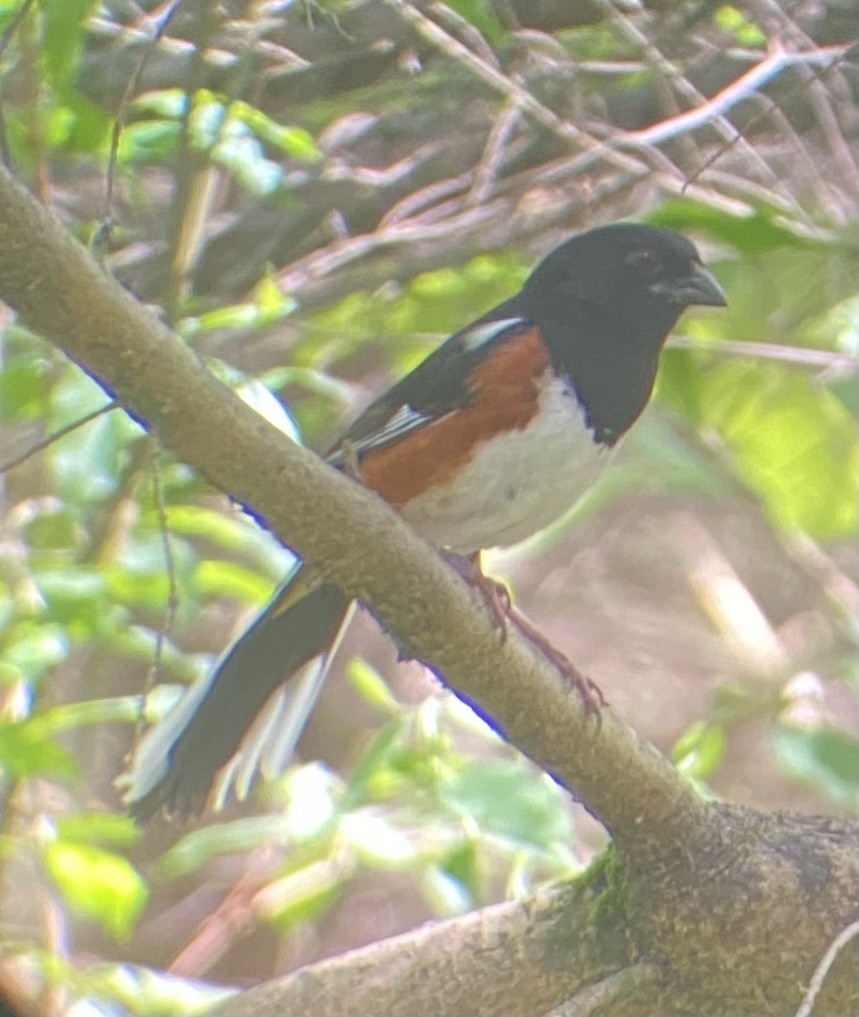 Eastern Towhee - ML619636350