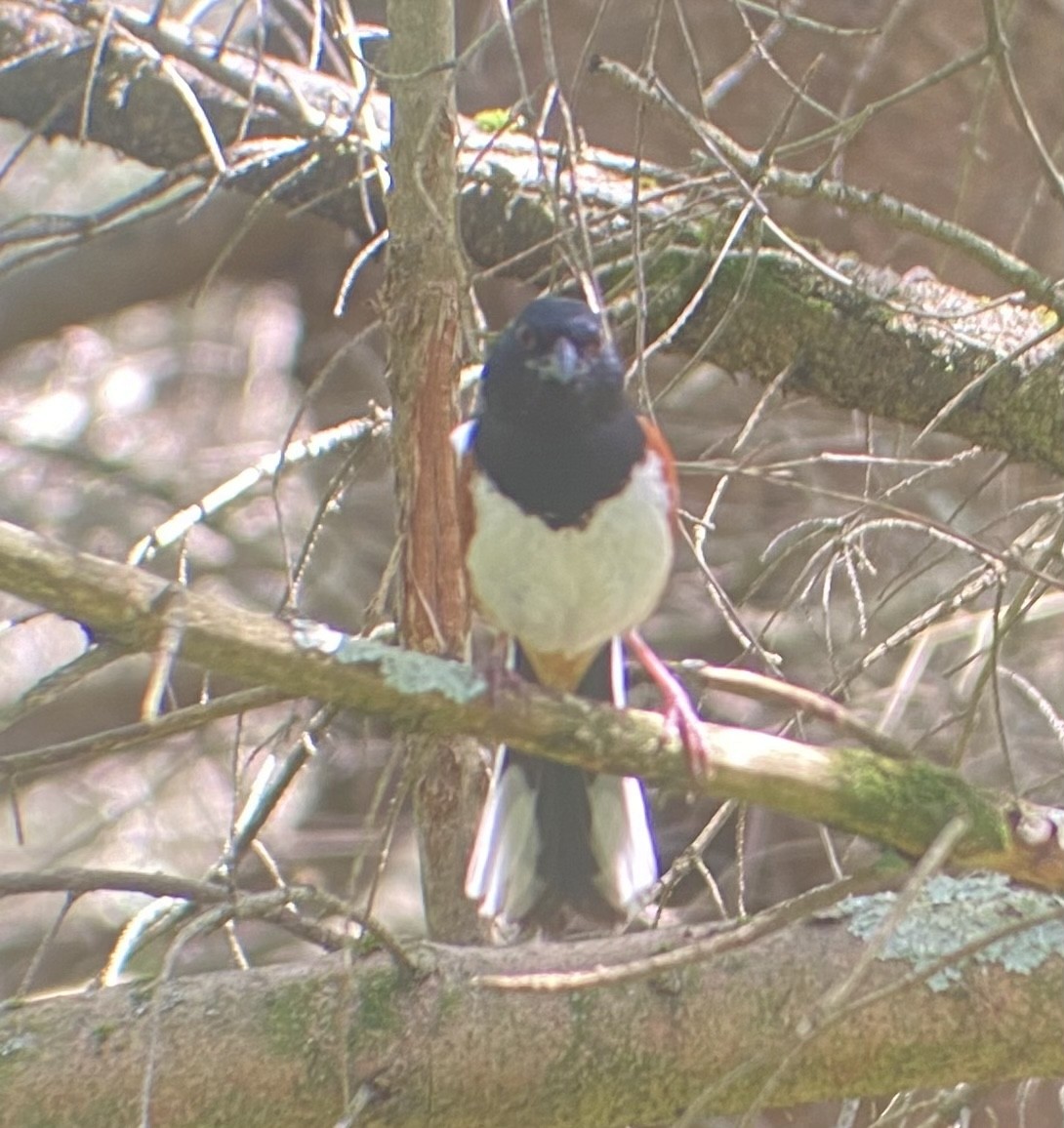 Eastern Towhee - ML619636351