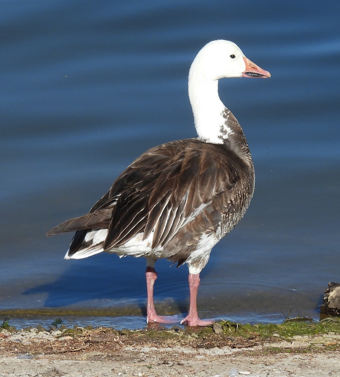 Snow Goose - ML619636353