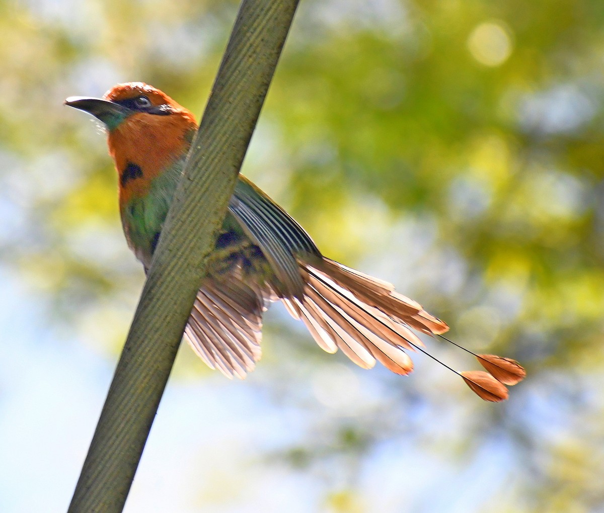 Broad-billed Motmot - ML619636355