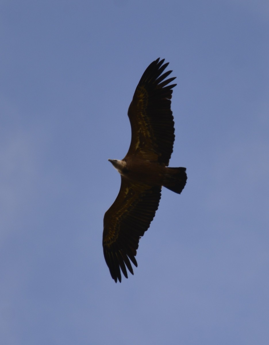 Eurasian Griffon - Dominique Blanc