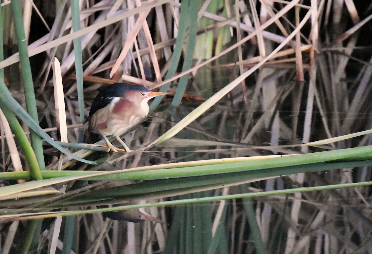 Least Bittern - ML619636359