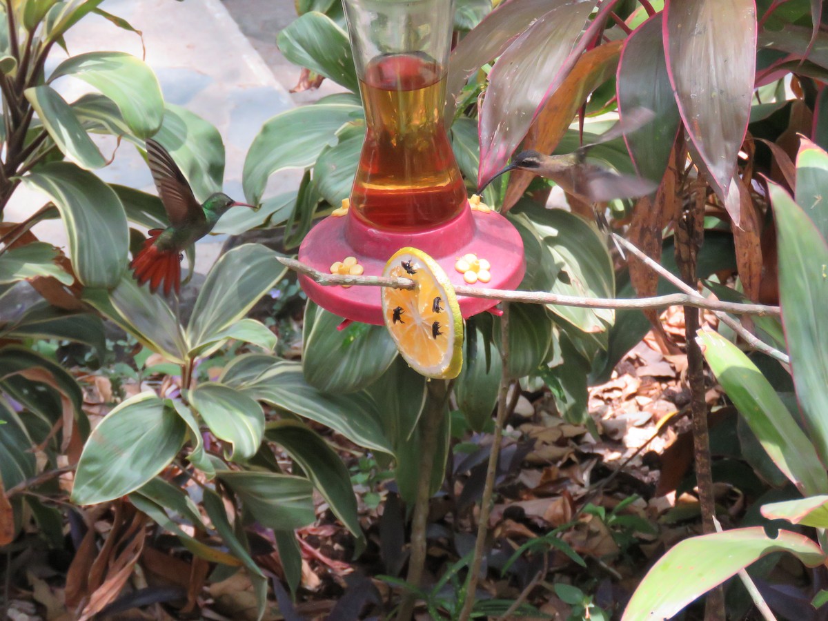 Rufous-tailed Hummingbird - Sam Holcomb