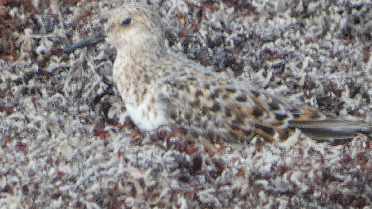 Bécasseau sanderling - ML619636366