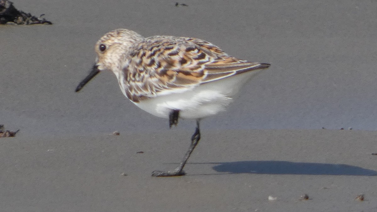 Sanderling - Lynn Hollerman