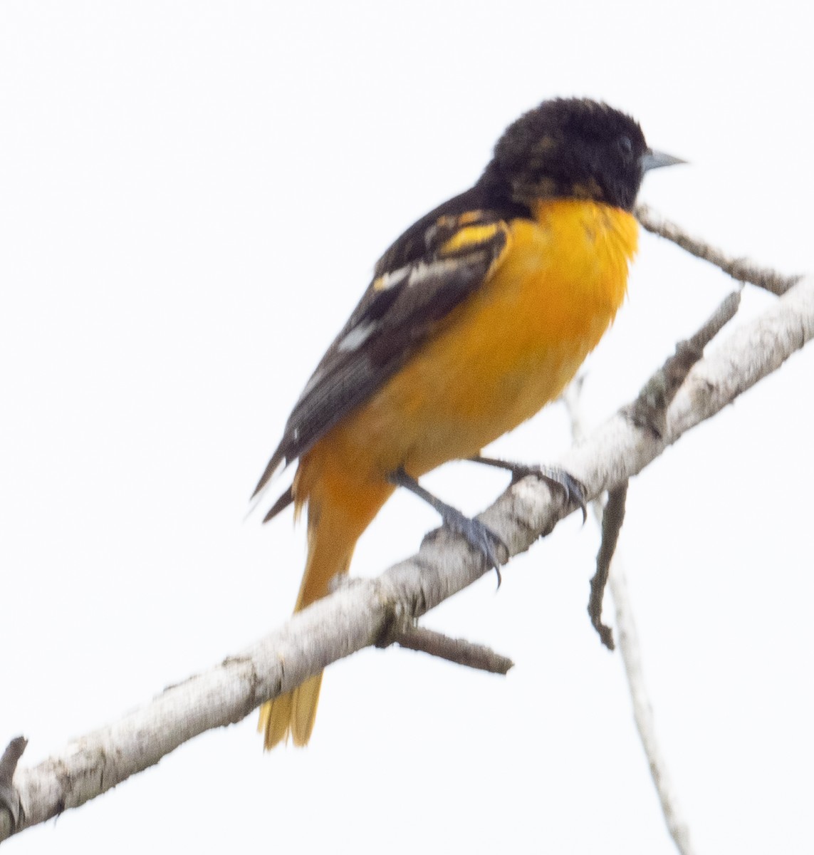 Baltimore Oriole - ML619636372