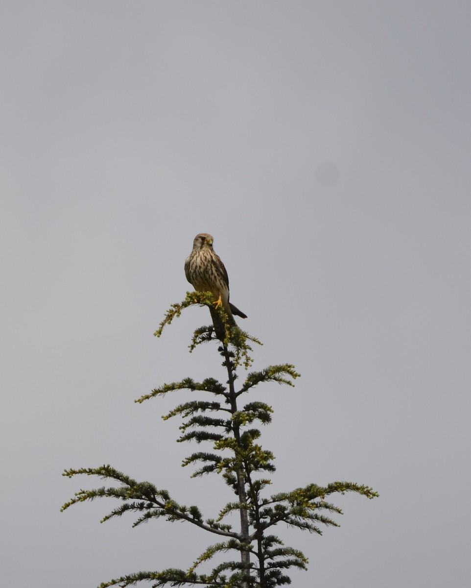 Eurasian Kestrel - Dominique Blanc