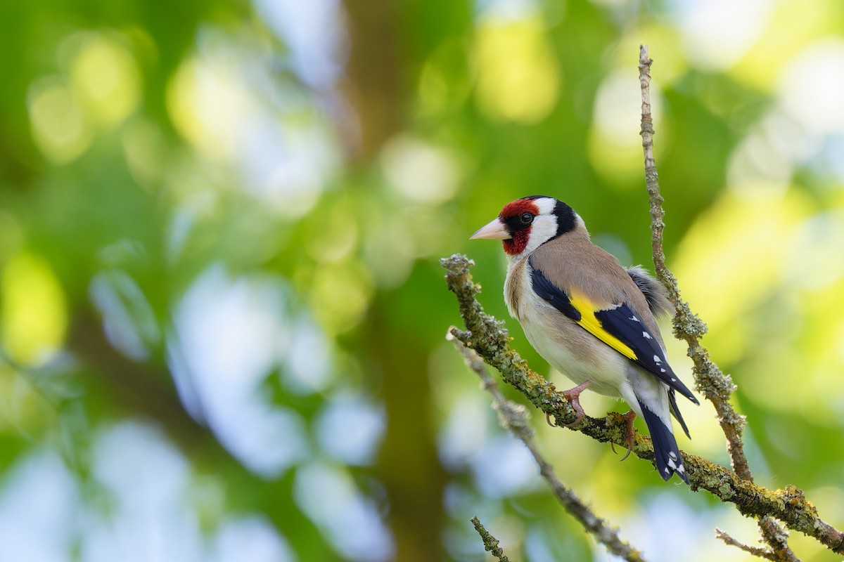 European Goldfinch - Andreas Stadler