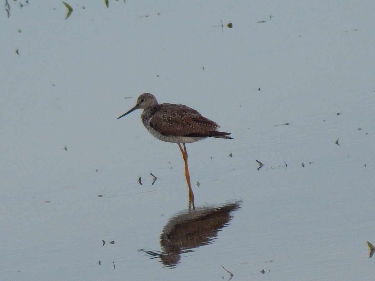 Greater Yellowlegs - Kevin Mortensen