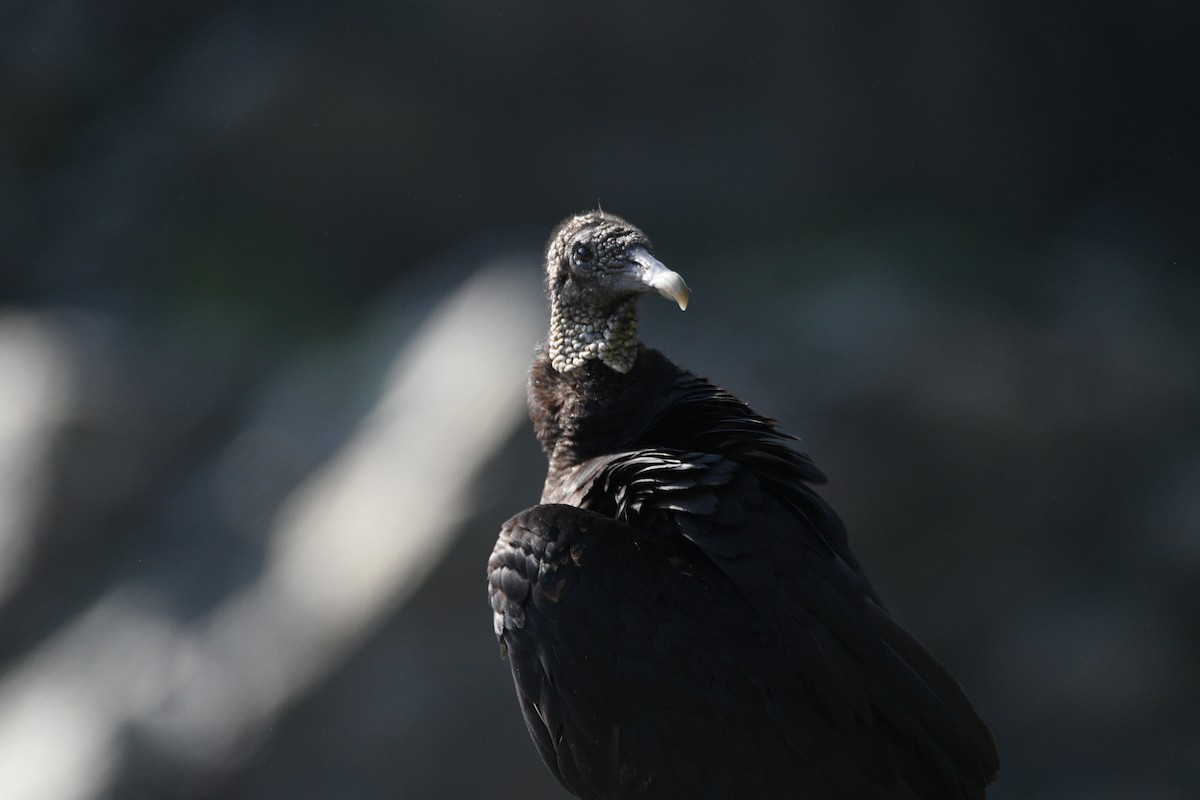 Black Vulture - Kevin Roback