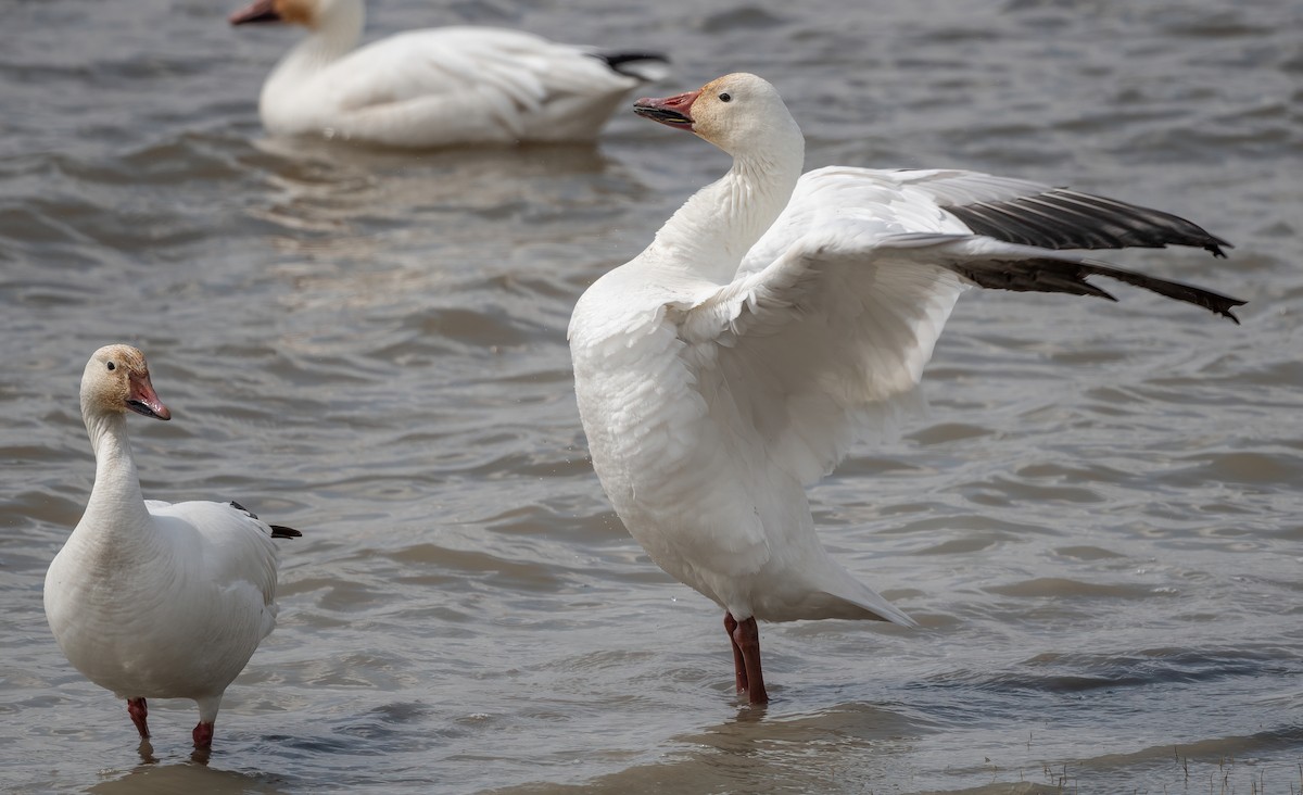 Snow Goose - ML619636385