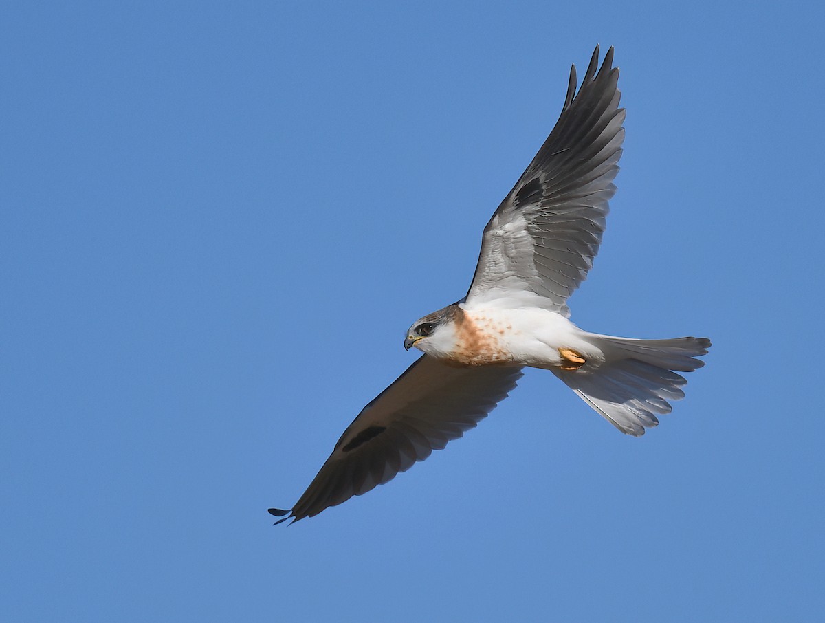 White-tailed Kite - Barbara Wise