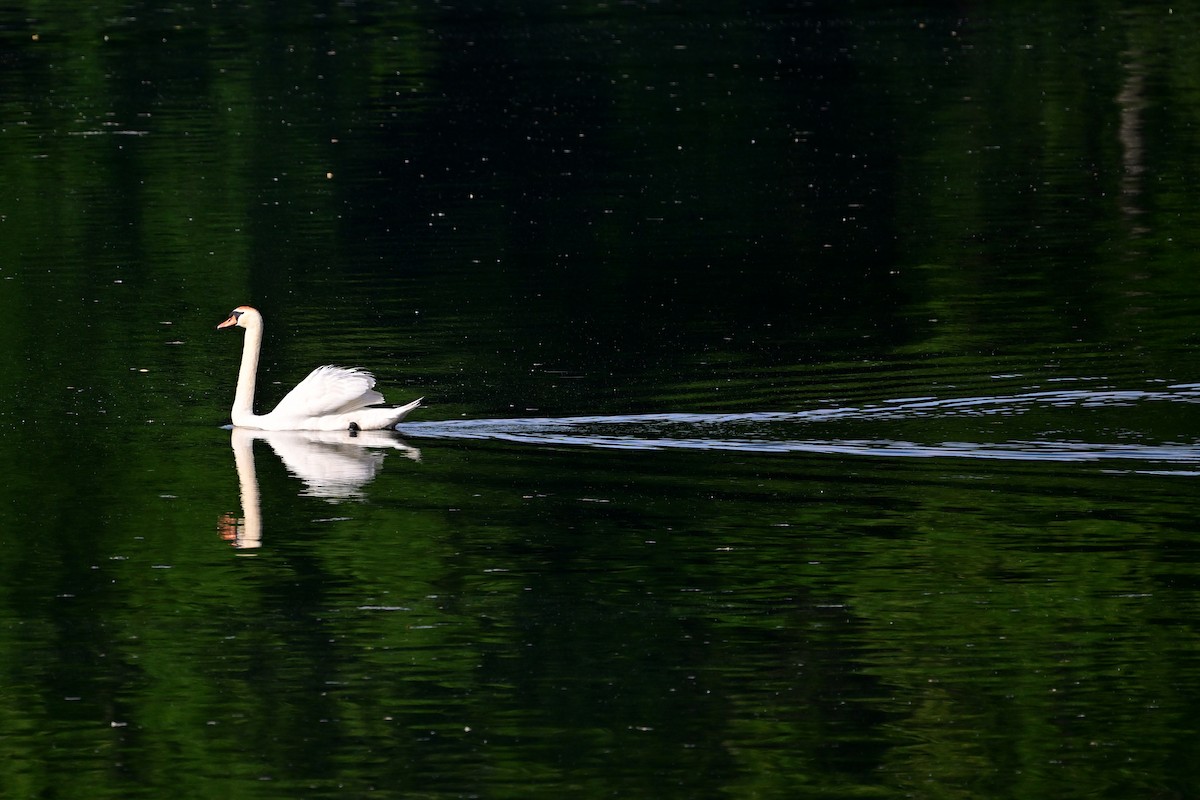 Mute Swan - Eileen Gibney