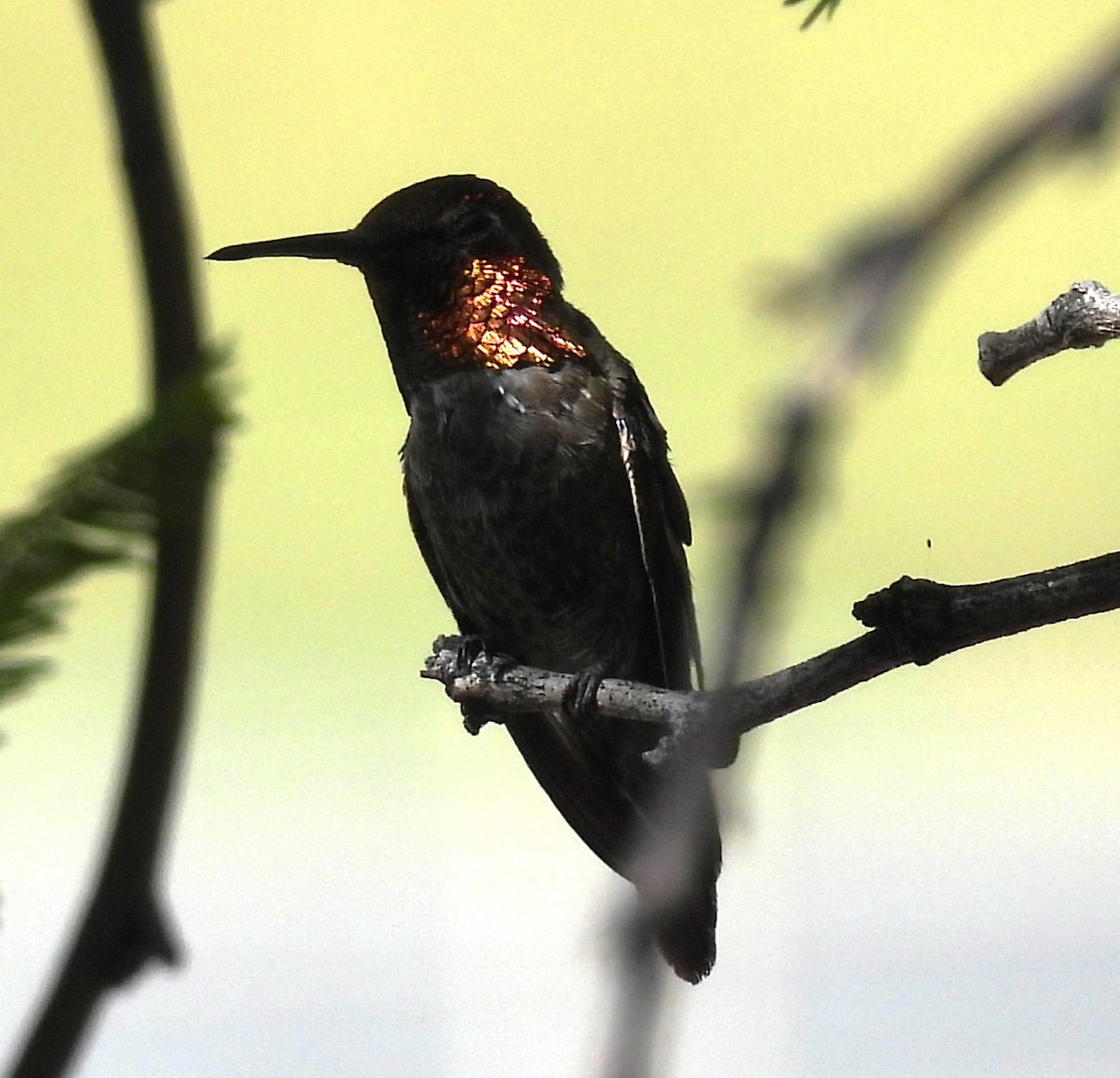 Anna's Hummingbird - Julie Furgason