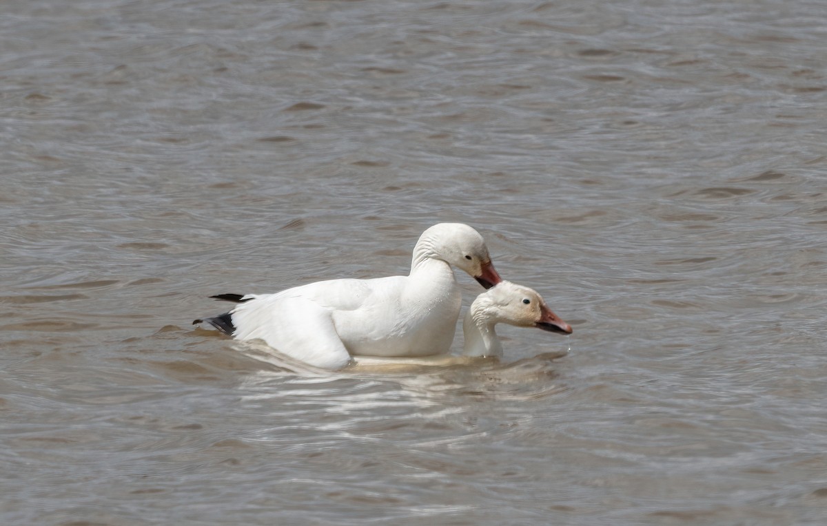 Snow Goose - ML619636395