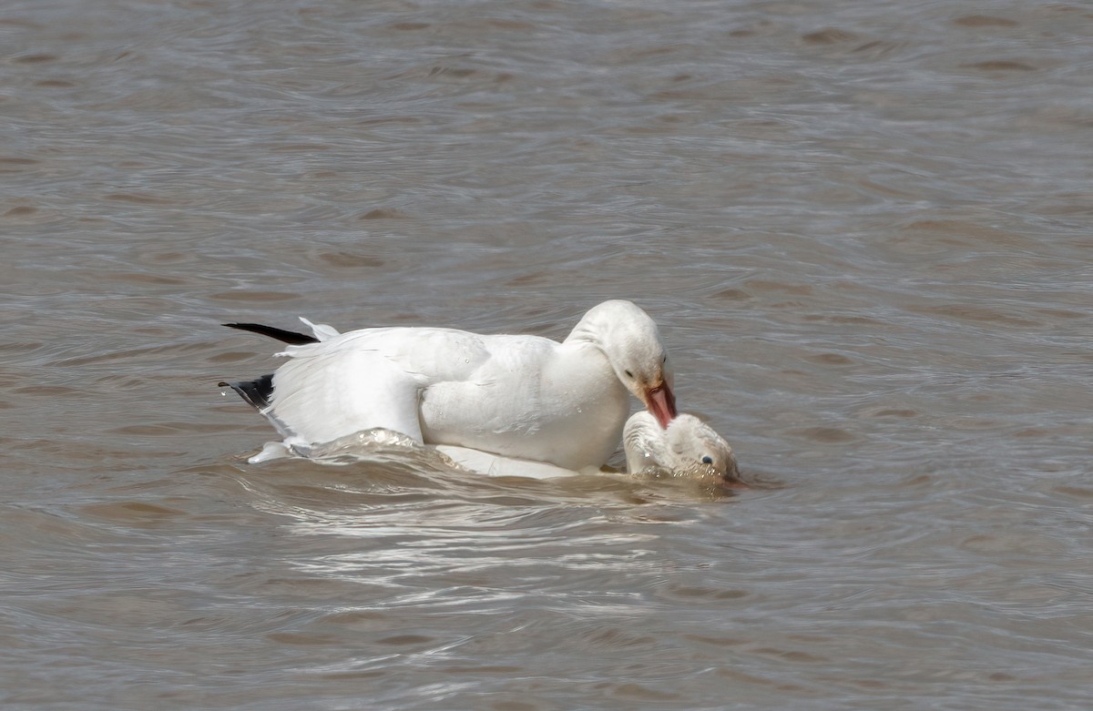 Snow Goose - Annie Lavoie