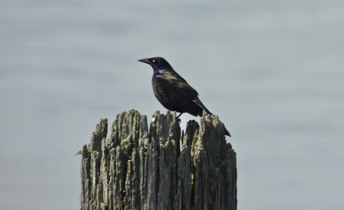 Common Grackle - Jay Luke