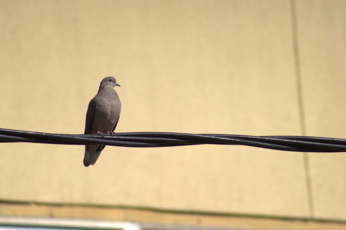 Eared Dove - Vicente Avilés