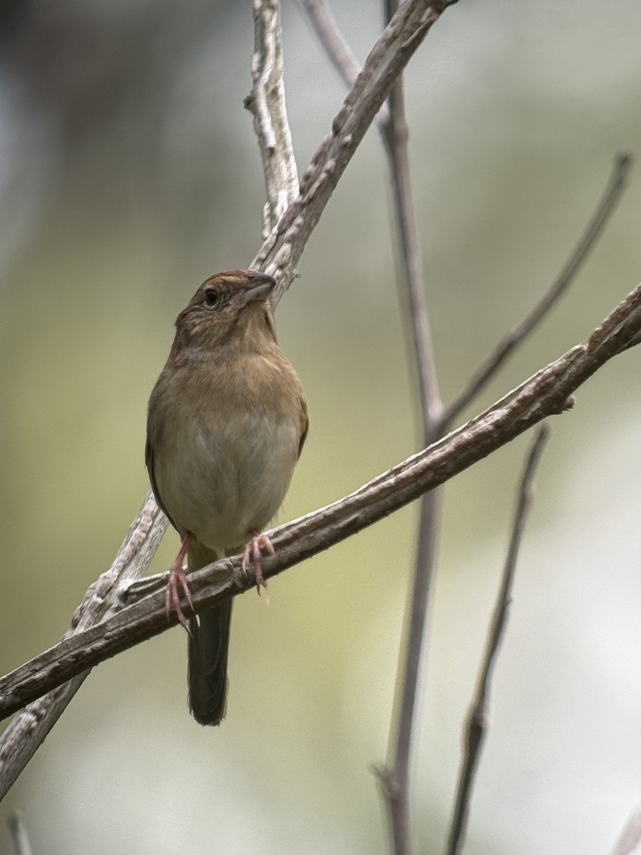 Bachman's Sparrow - ML619636429