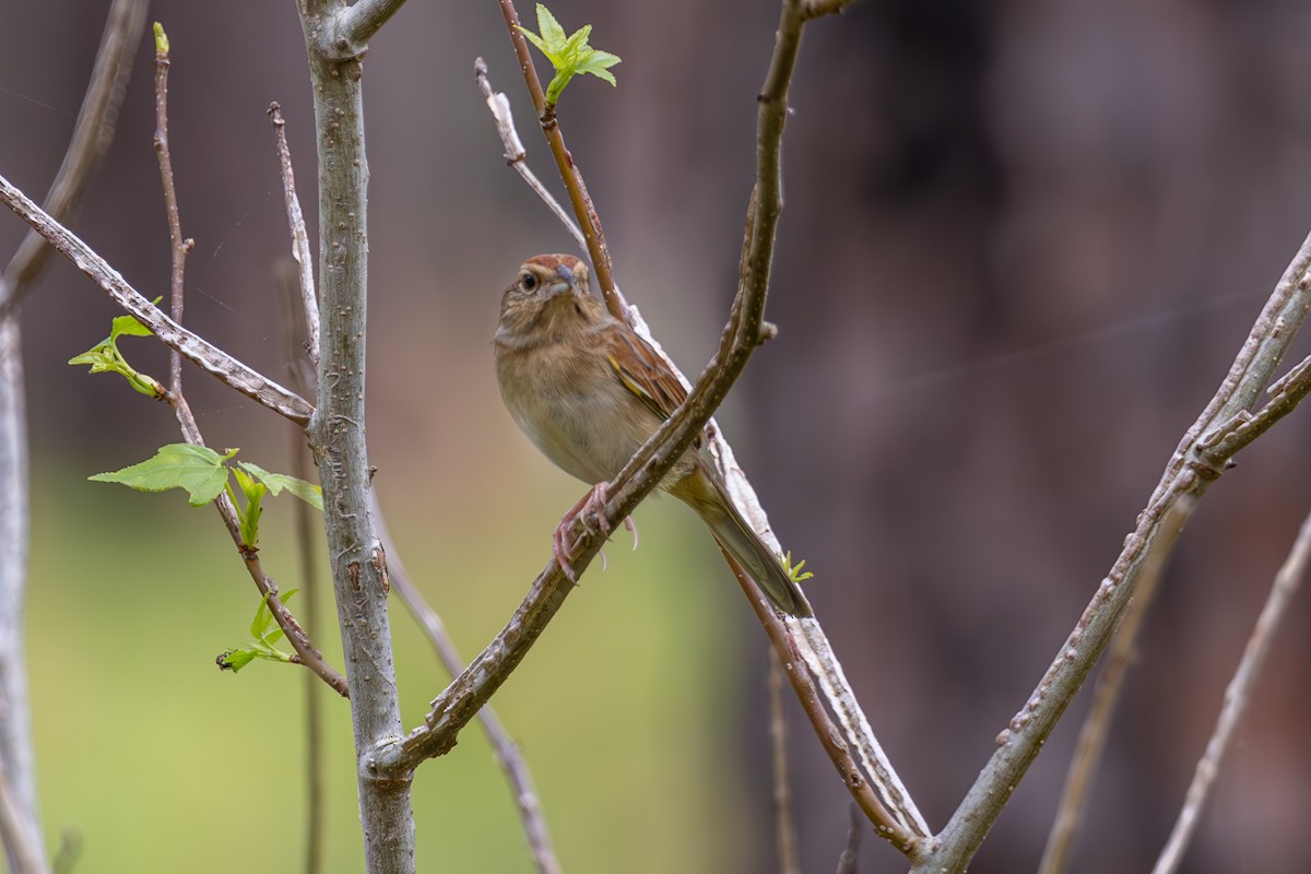 Bachman's Sparrow - ML619636432