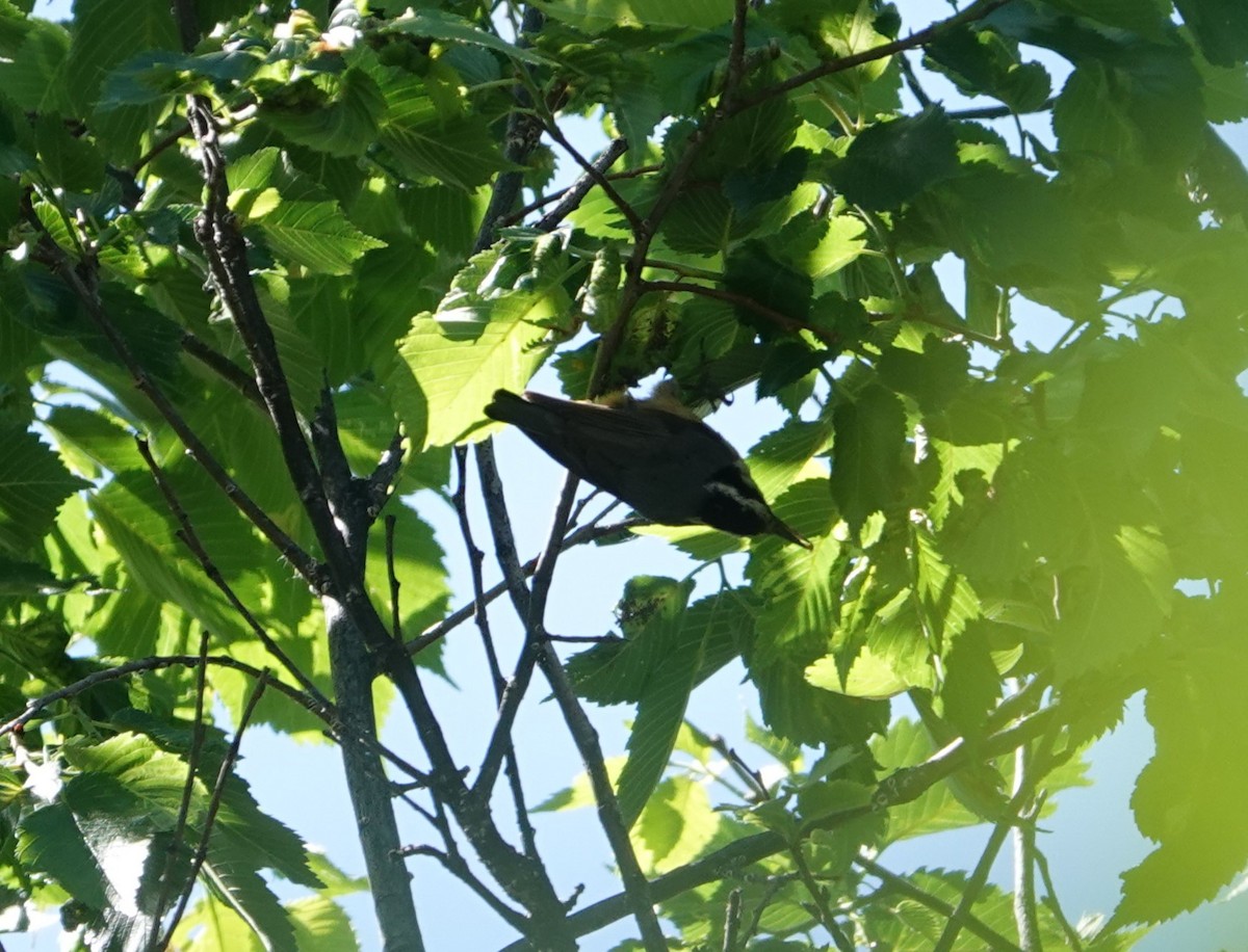 Red-breasted Nuthatch - ML619636434