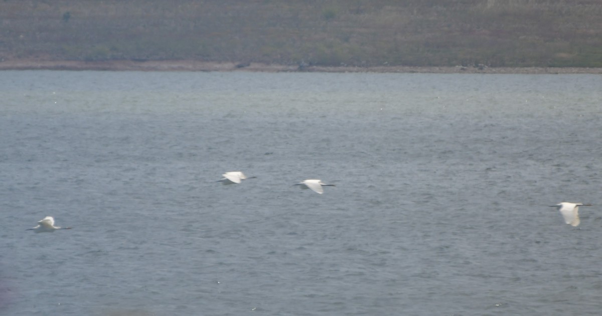 Little Egret - Onur Ekincioglu