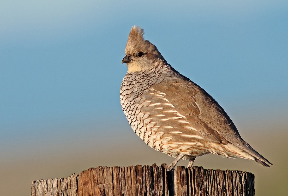 Scaled Quail - ML619636441