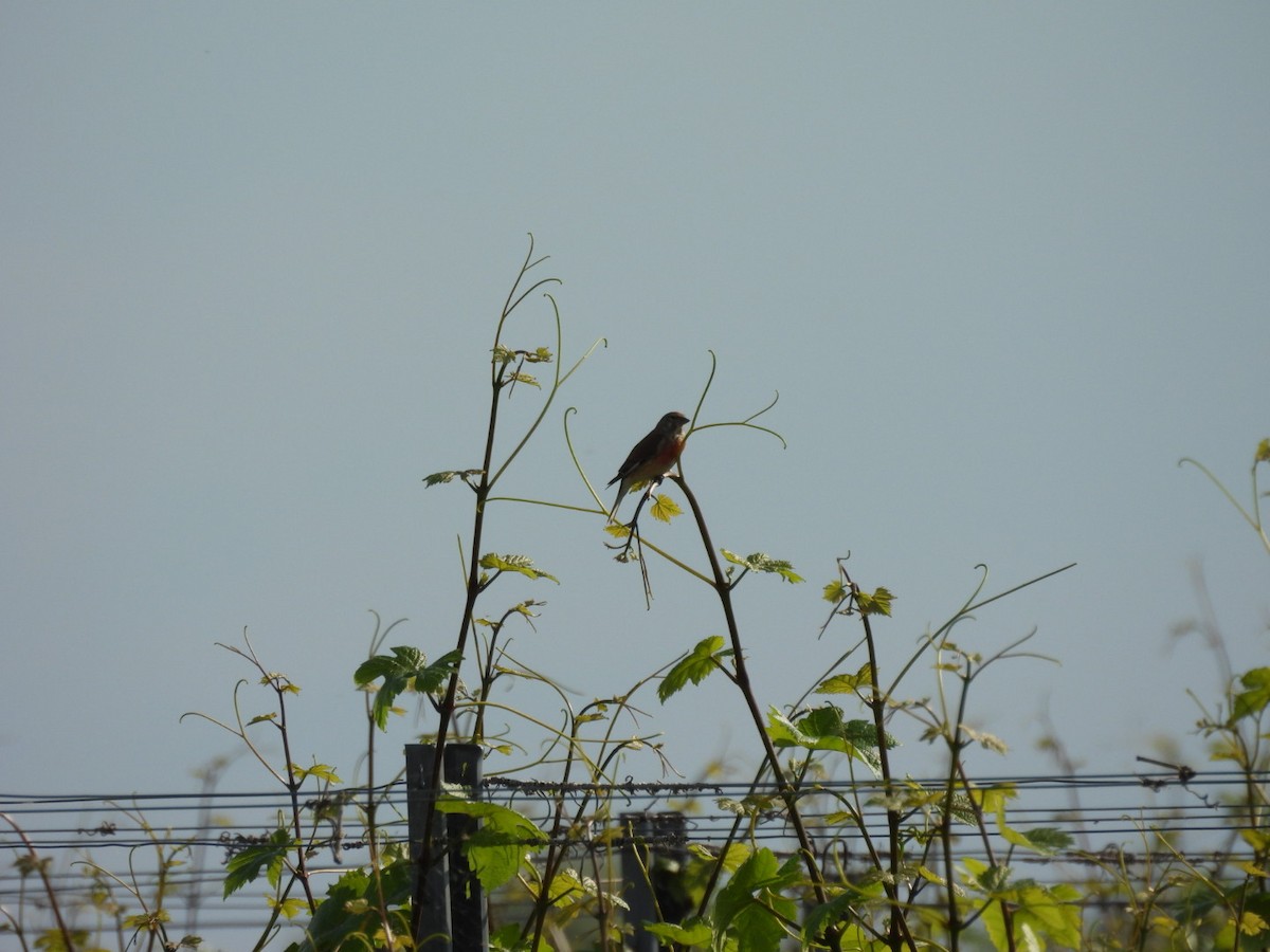 Eurasian Linnet - Zuzana Kobesova