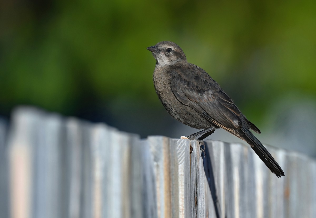 Brewer's Blackbird - ML619636446