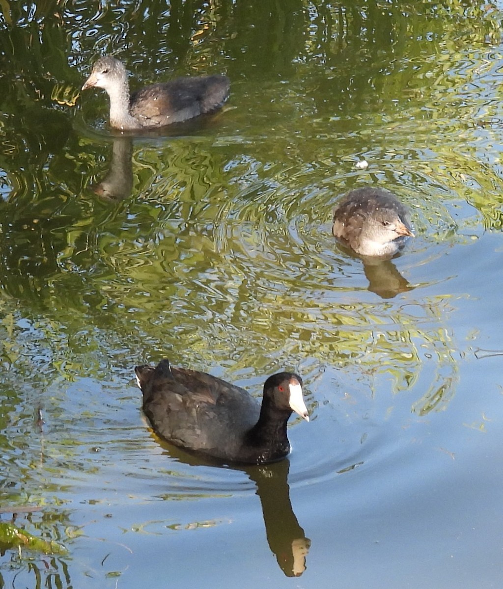 American Coot - Julie Furgason