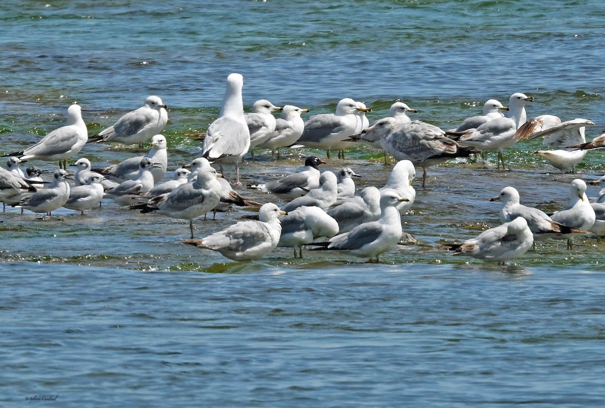 Franklin's Gull - Sylvain Cardinal