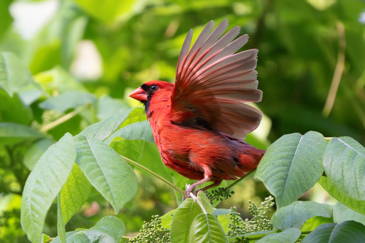 Northern Cardinal - ML619636457