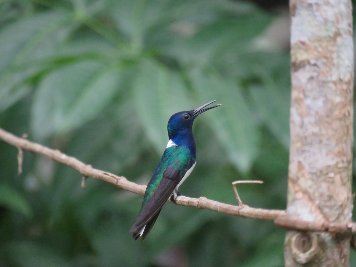 White-necked Jacobin - Sam Holcomb