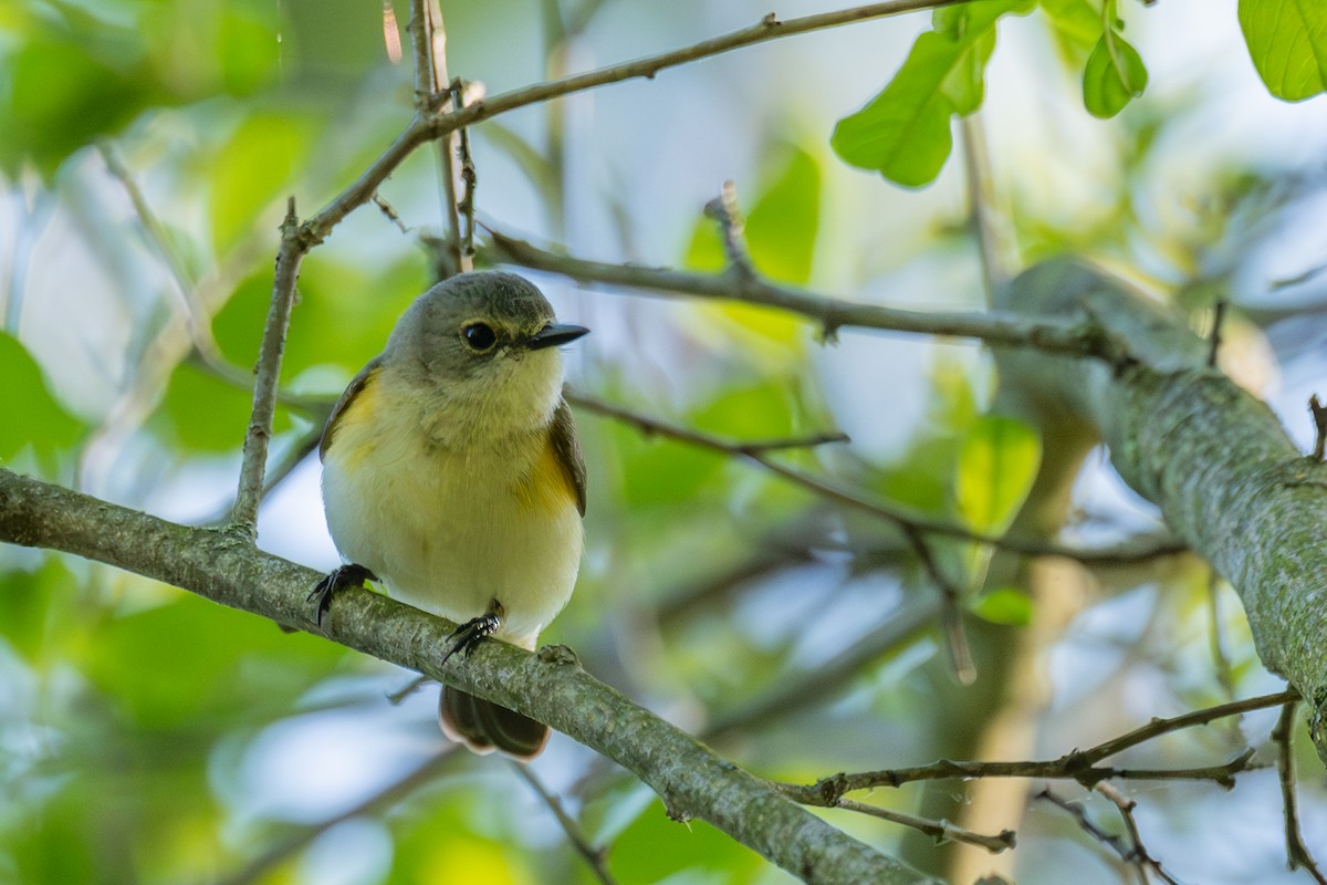 American Redstart - ML619636465