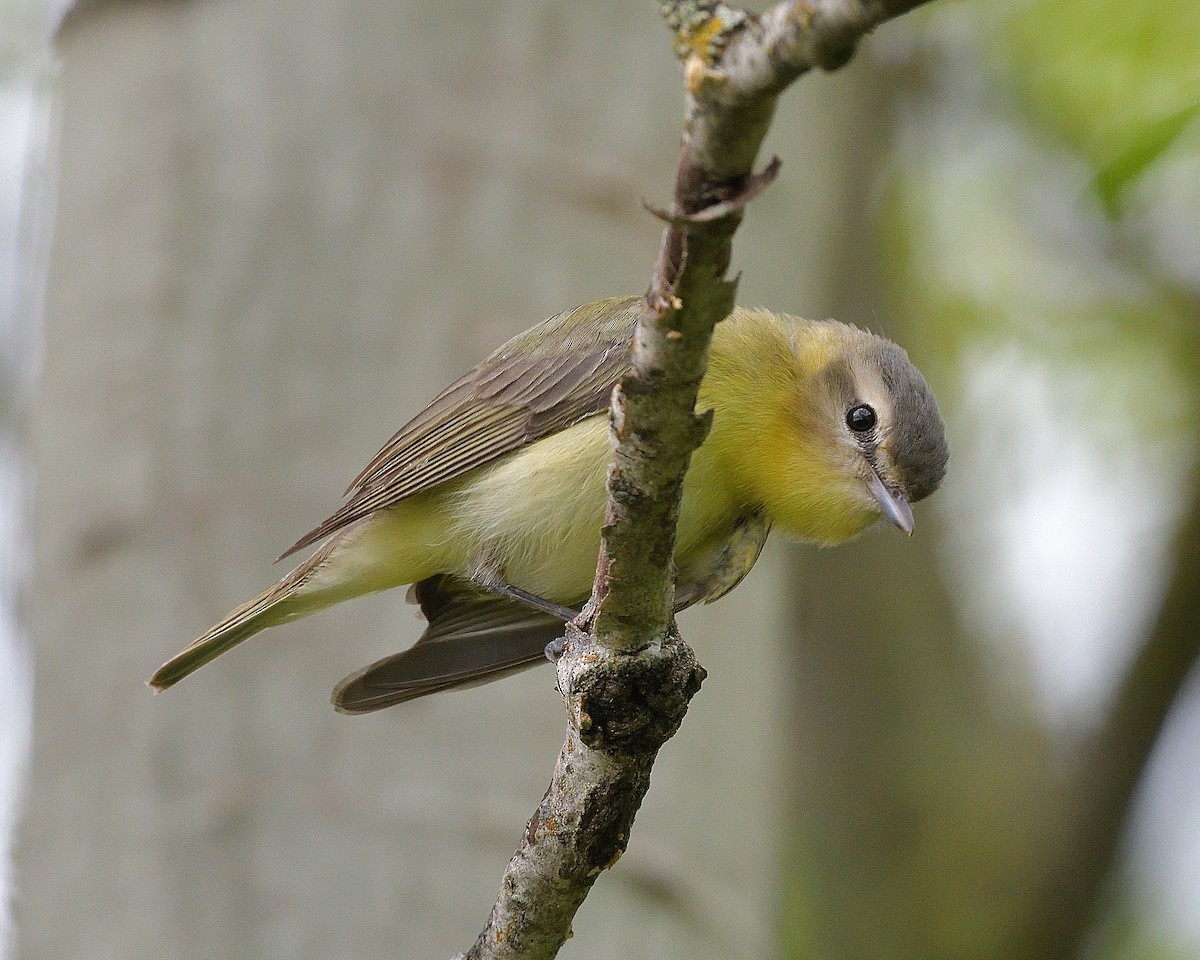 Philadelphia Vireo - Pierre Noel