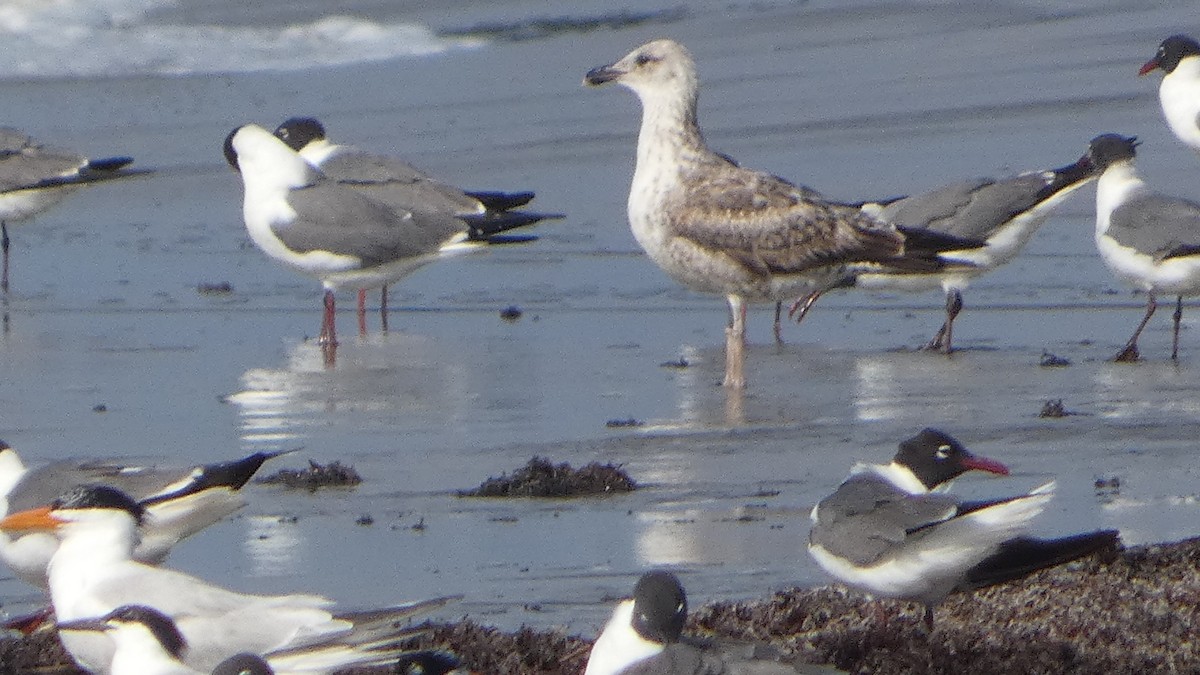 Lesser Black-backed Gull - ML619636483