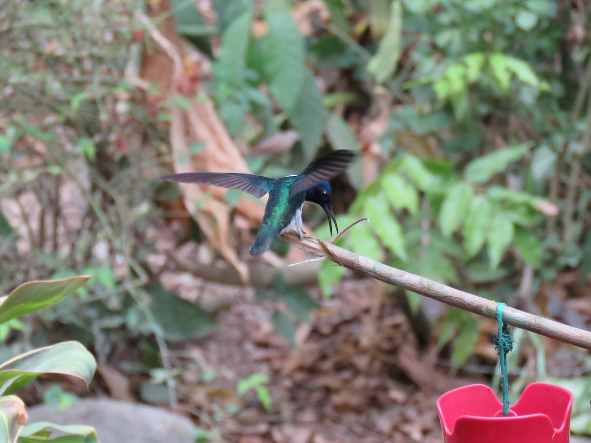 White-necked Jacobin - Sam Holcomb