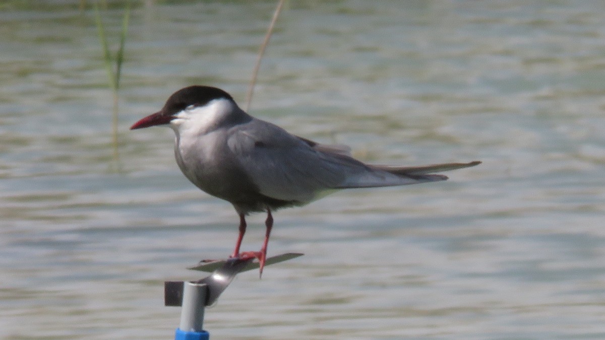 Whiskered Tern - ML619636492