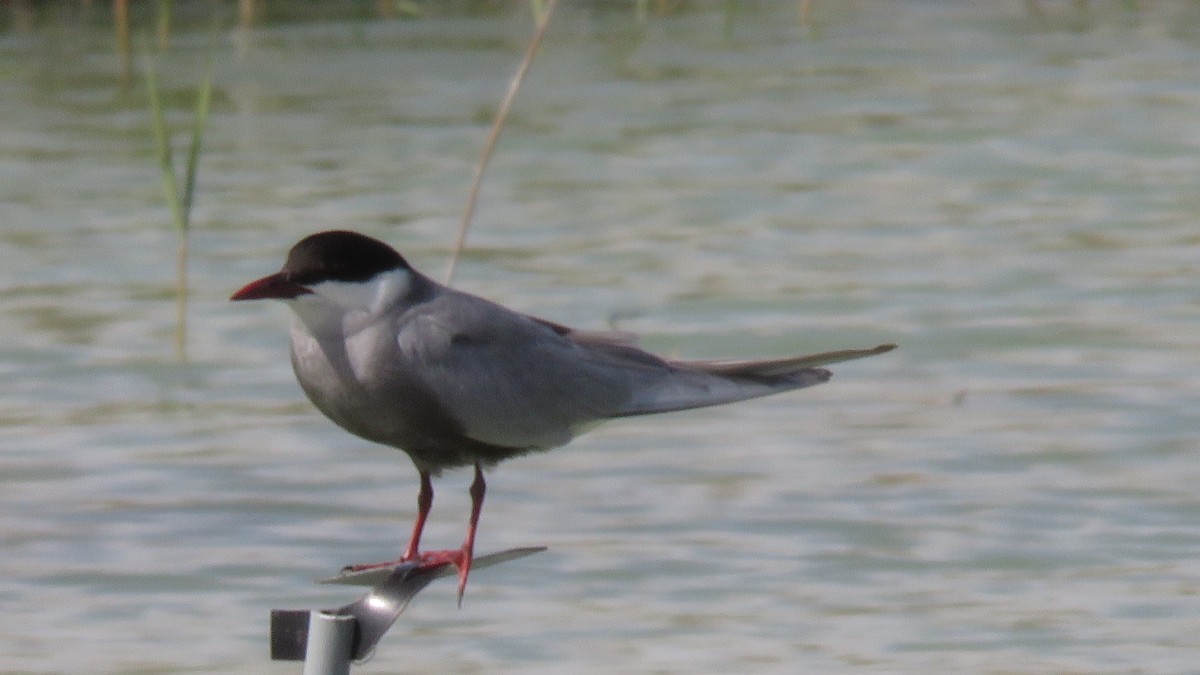 Whiskered Tern - Felipe Rosado Romero