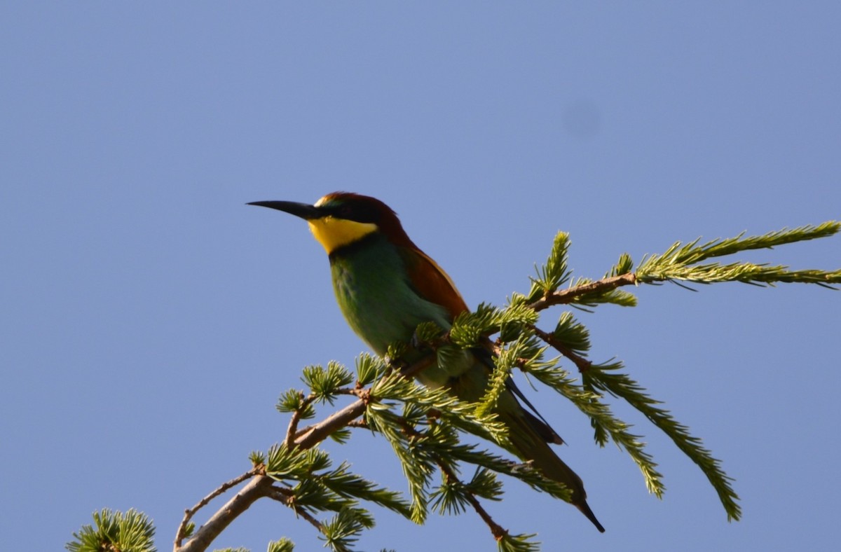 European Bee-eater - Dominique Blanc