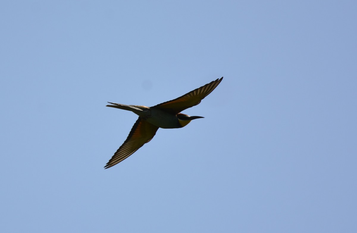 European Bee-eater - Dominique Blanc