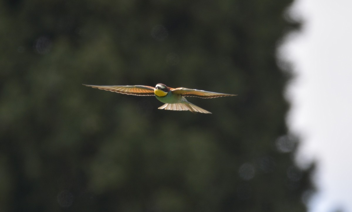 European Bee-eater - Dominique Blanc