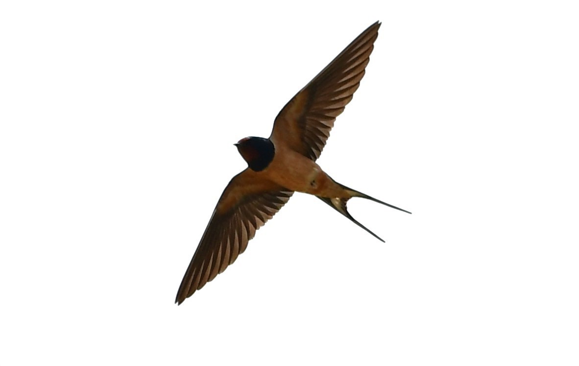 Barn Swallow - ML619636509