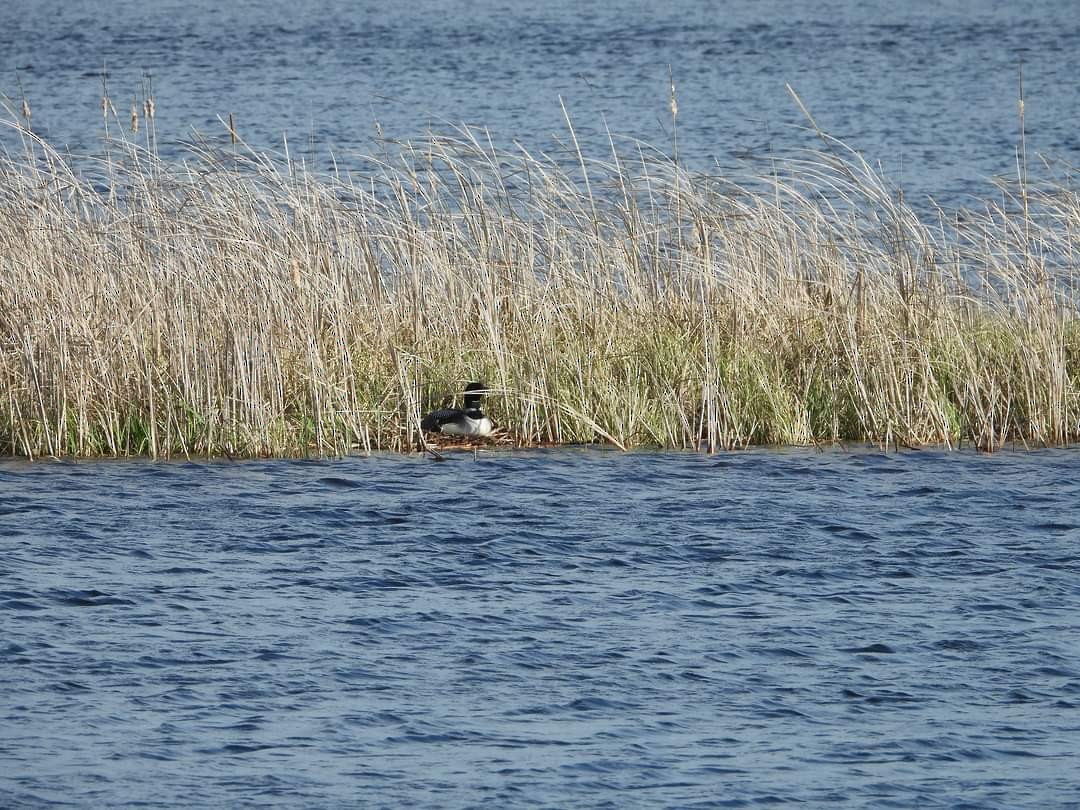 Common Loon - Marcia Suchy